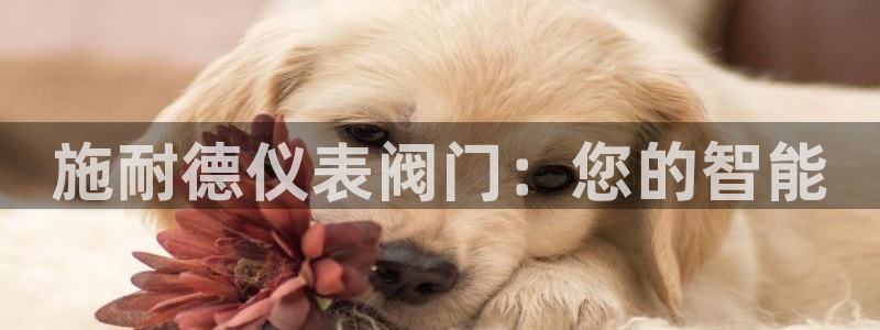 云顶国际服什么时候更新s90