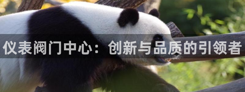 云顶国际是做什么的